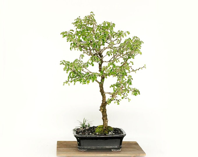 Campeche bonsai tree, "Persistence and Resilience" Collection from LiveBonsaiTree