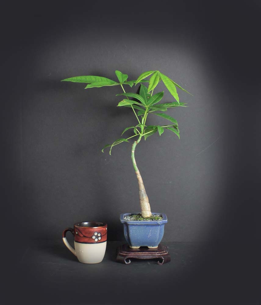 20+ Pachira Bonsai Care Image Hobby plan