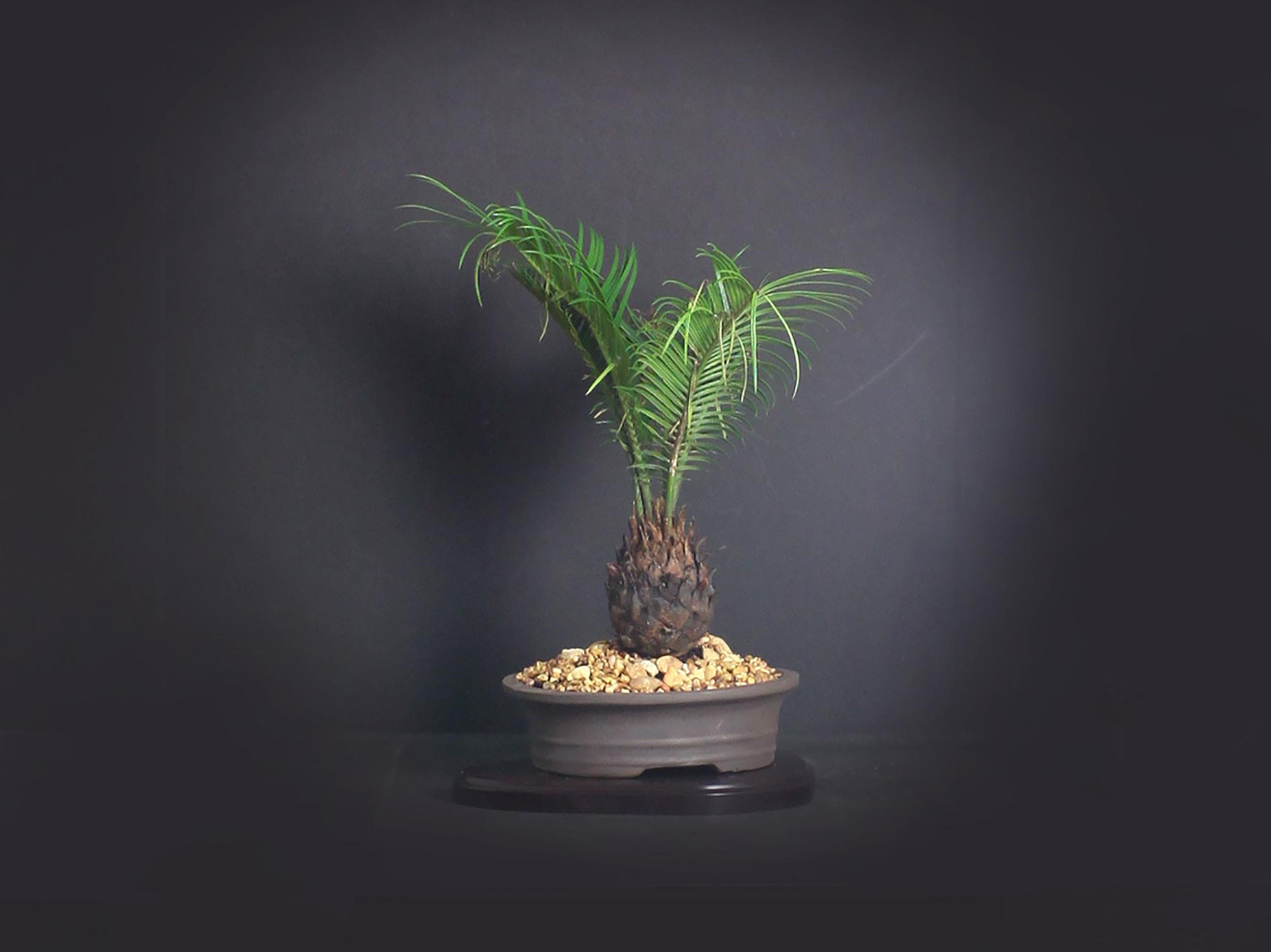 Sago Palm Bonsai Tree, Palm Bonsai collection from LiveBonsaiTree