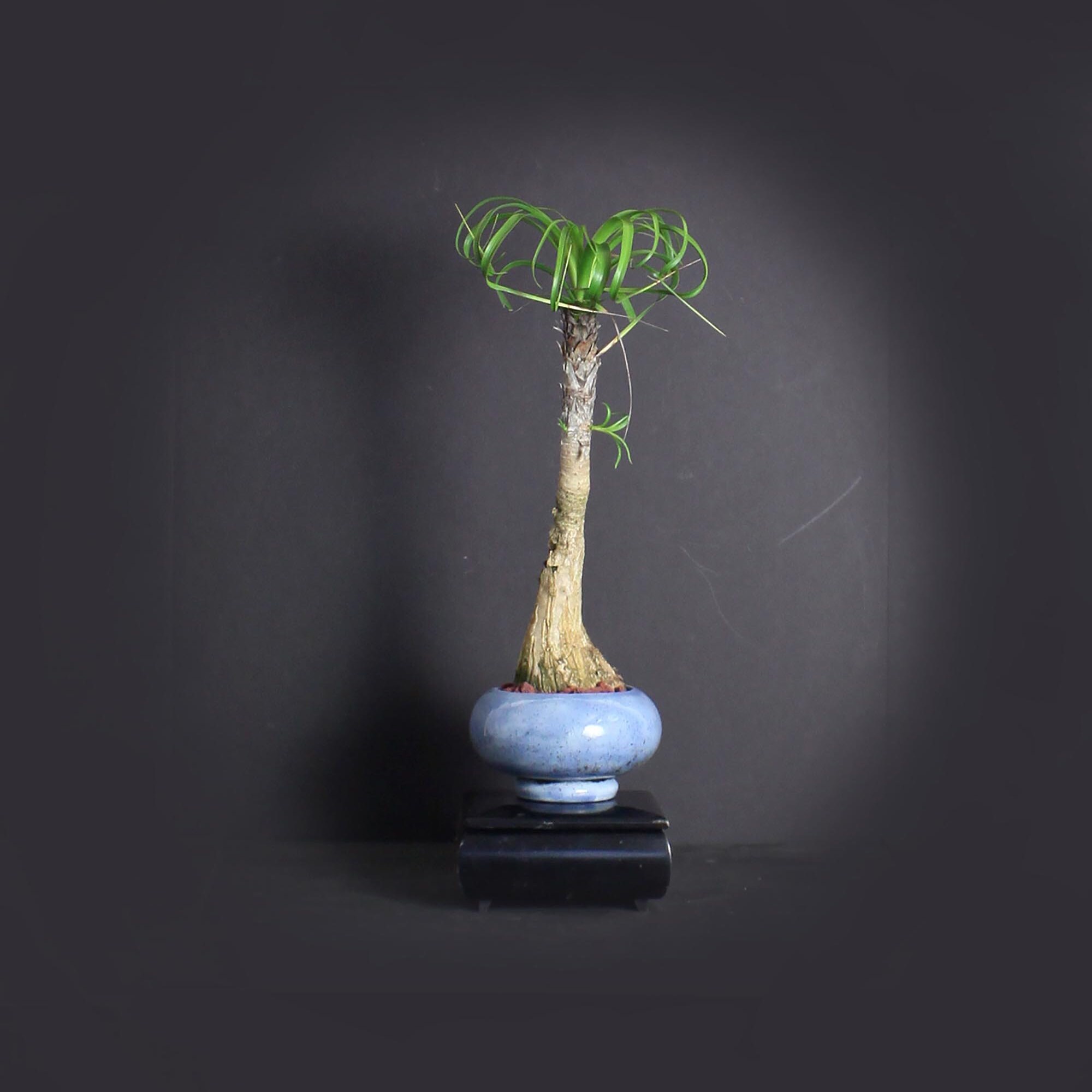 Ponytail Palm Bonsai Tree, Palm bonsai collection from LiveBonsaiTree