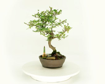 Zelkova elm bonsai tree, "Air Freshener" collection from Live Bonsai Tree