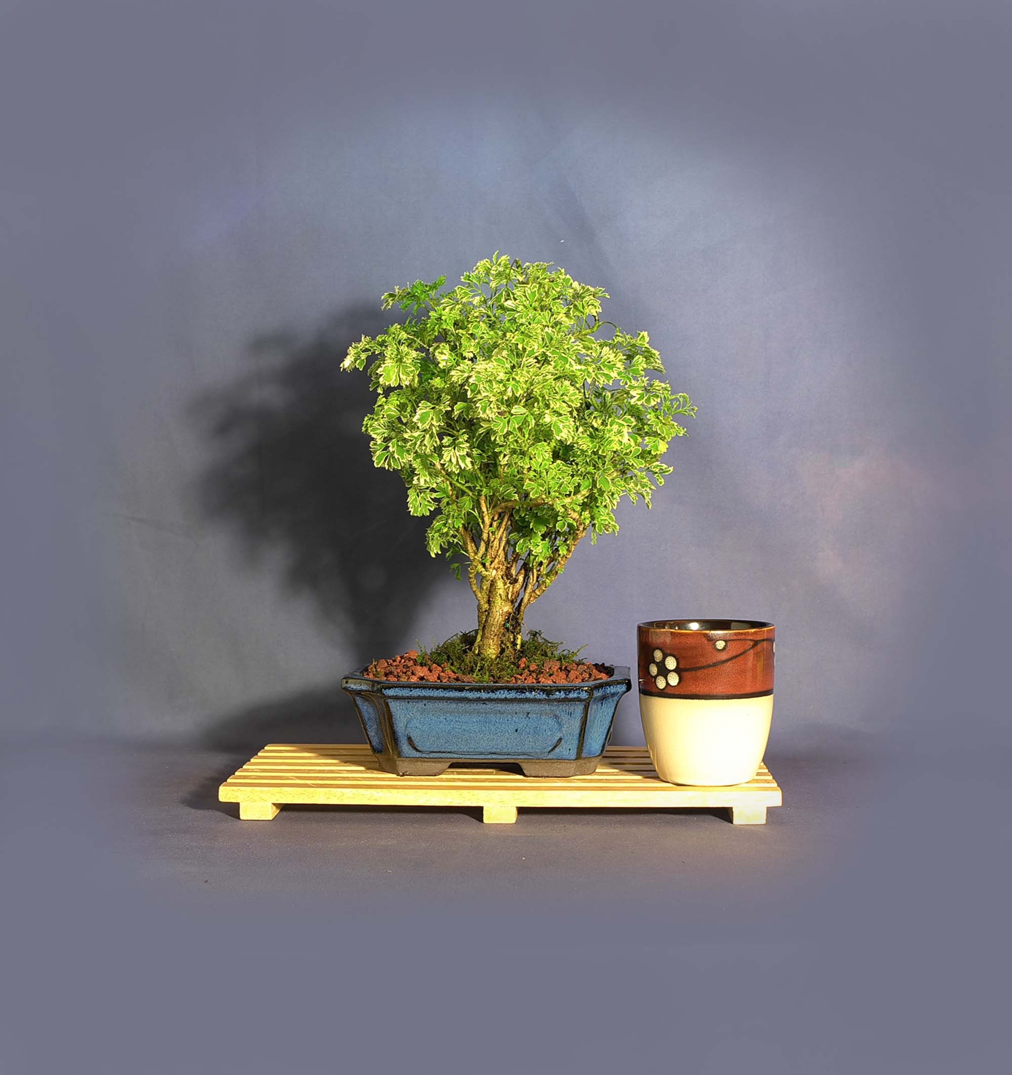 Aralia Parsley variegated bonsai tree, Stress reduction collection from