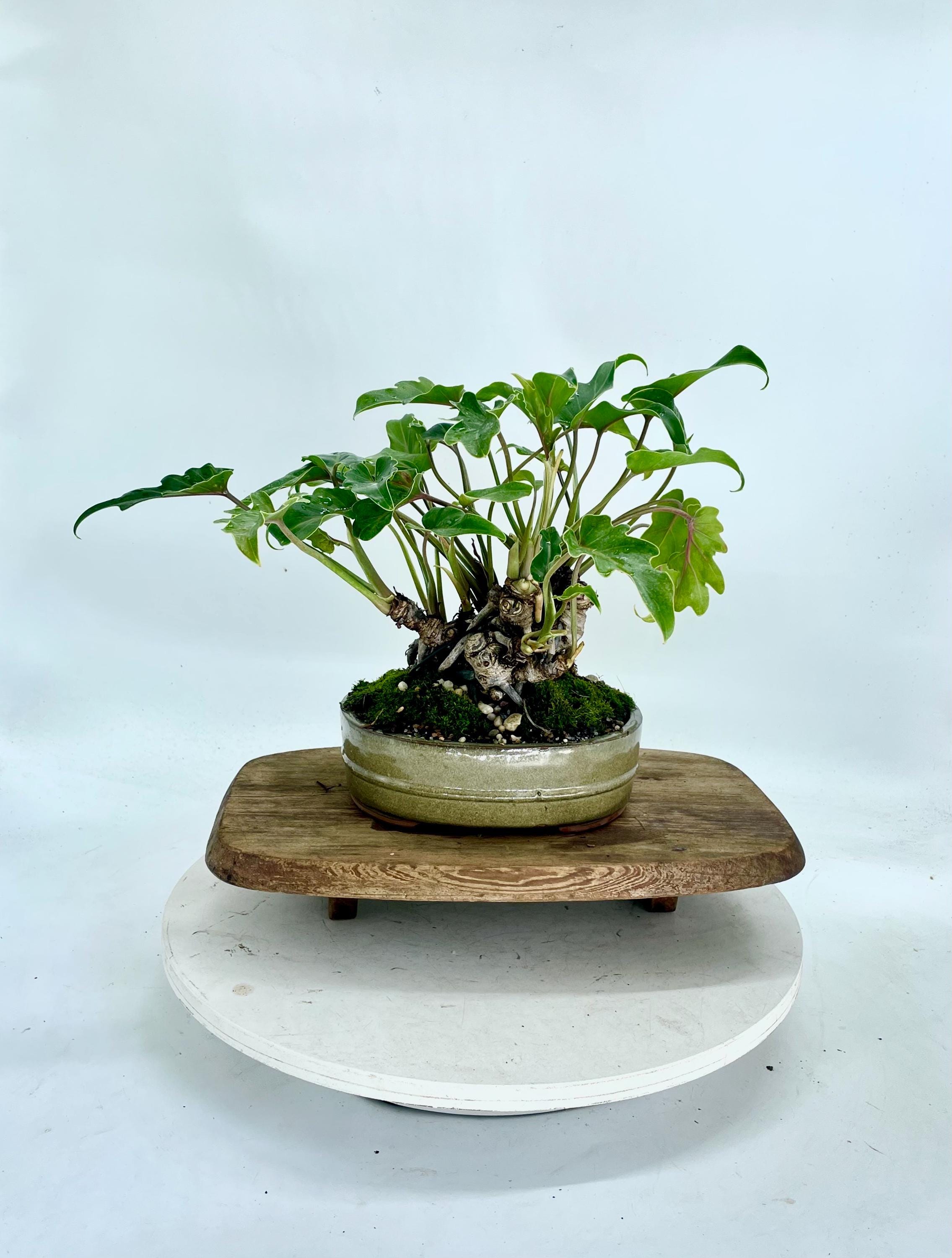 watermelon succulent Curio Herreanus 'String of Watermelons'