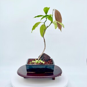 Rare Dwarf Thai Mango Bonsai Tree, "tropical Exotics" Collection From  Livebonsaitree - Etsy