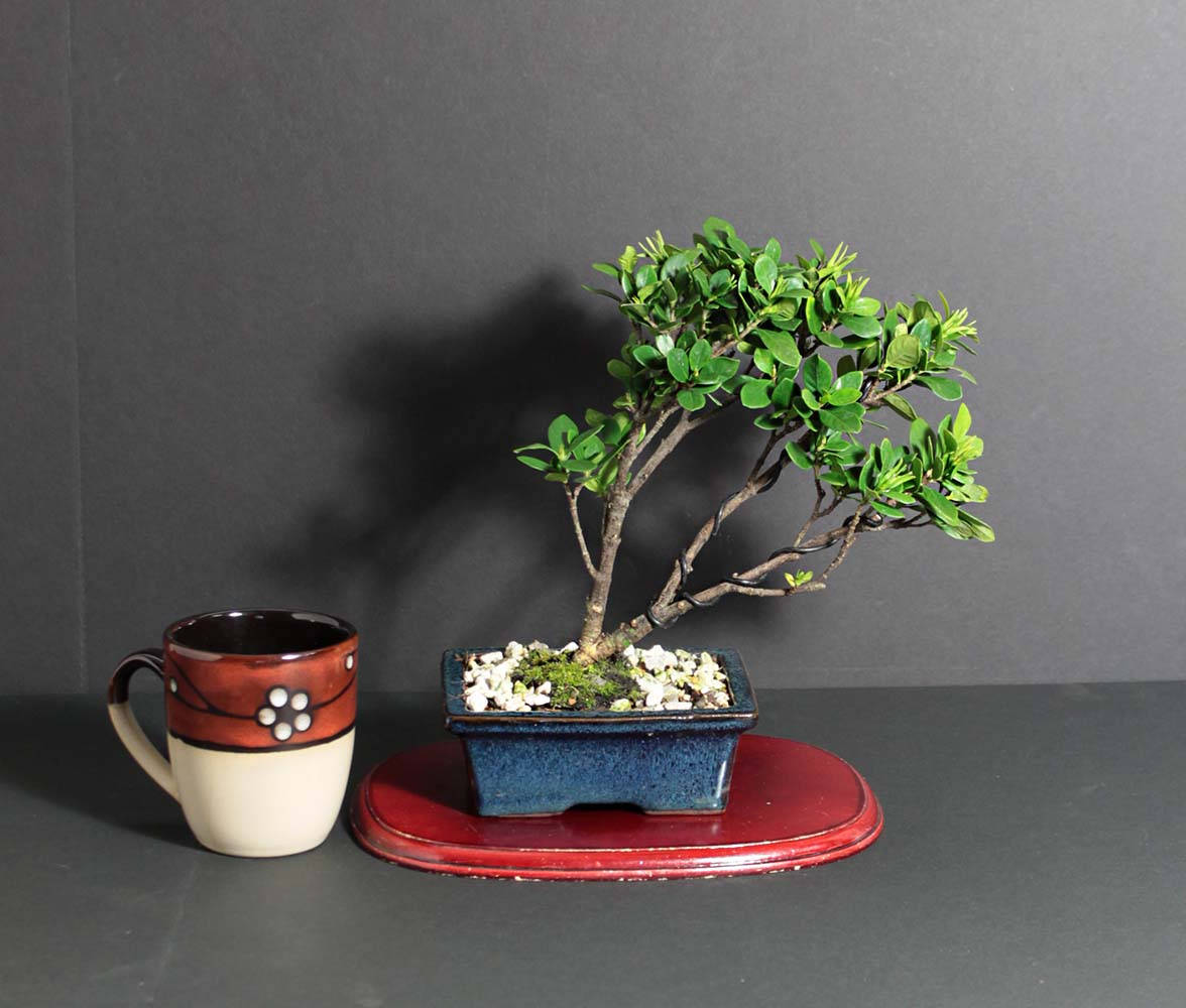 Gardenia Daisy bonsai tree, fragrant bonsai collection from LiveBonsaiTree