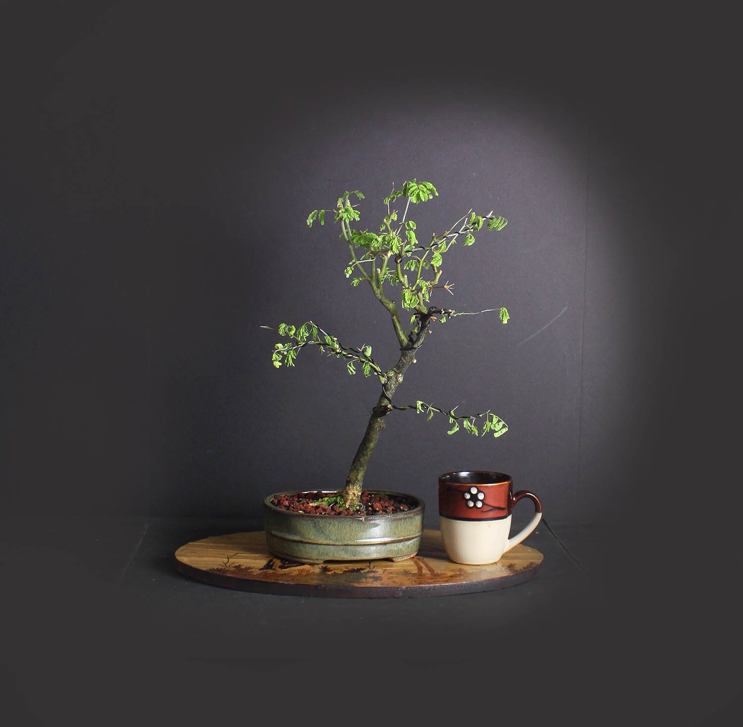 Brazilian Raintree Bonsai Tree