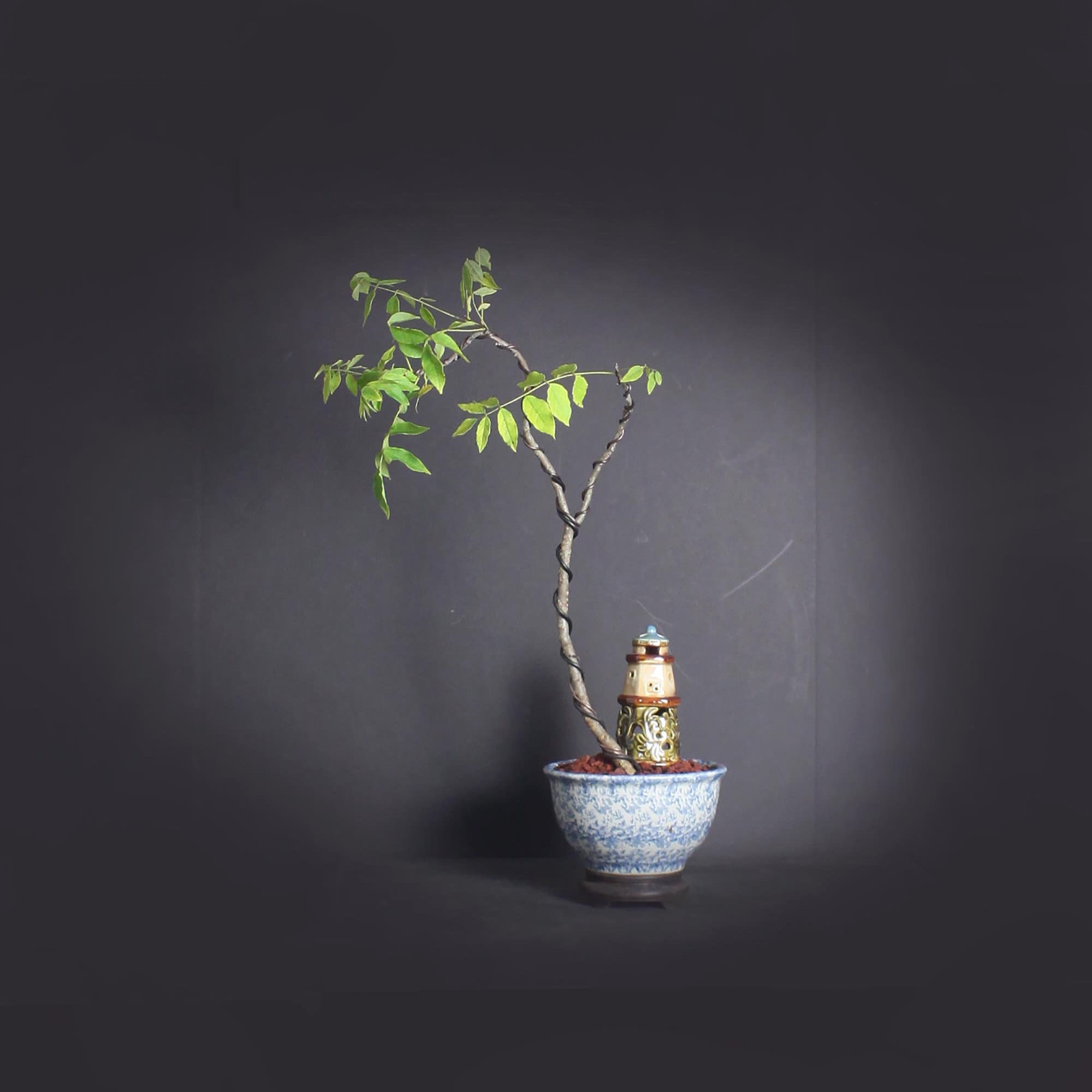 Japanese Wisteria Bonsai Tree, Hanging Bloom Collection from LiveBonsaiTree