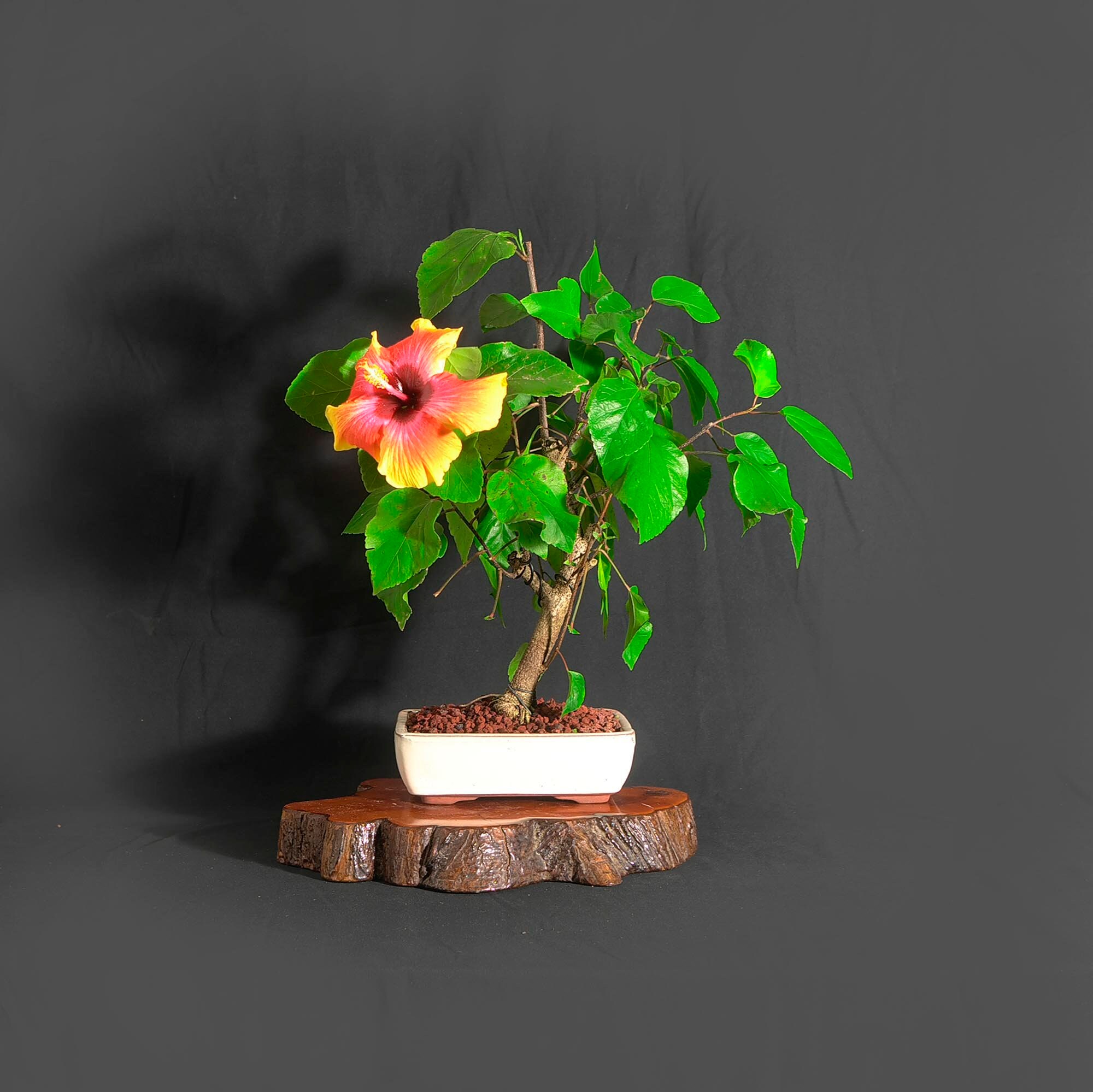 Hibiscus bonsai tree, Isolation benefit collection from LiveBonsaiTree