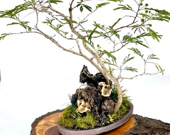 River tamarind landscape composition bonsai tree "Little bit of joy" collection from Live Bonsai Tree