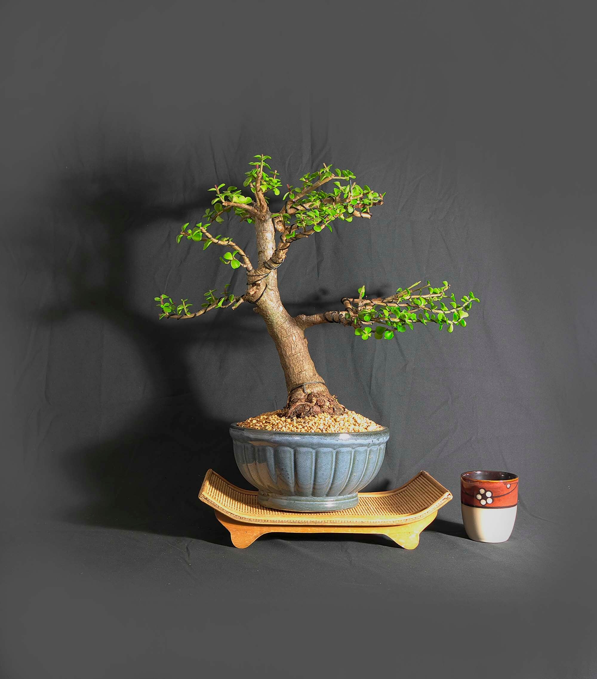 Mature dwarf jade bonsai tree, Forces of Nature collection from LiveBonsaiTree