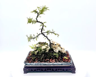 Bonsai di cipria rosa brasiliana - Paesaggio in miniatura con pietra corallina