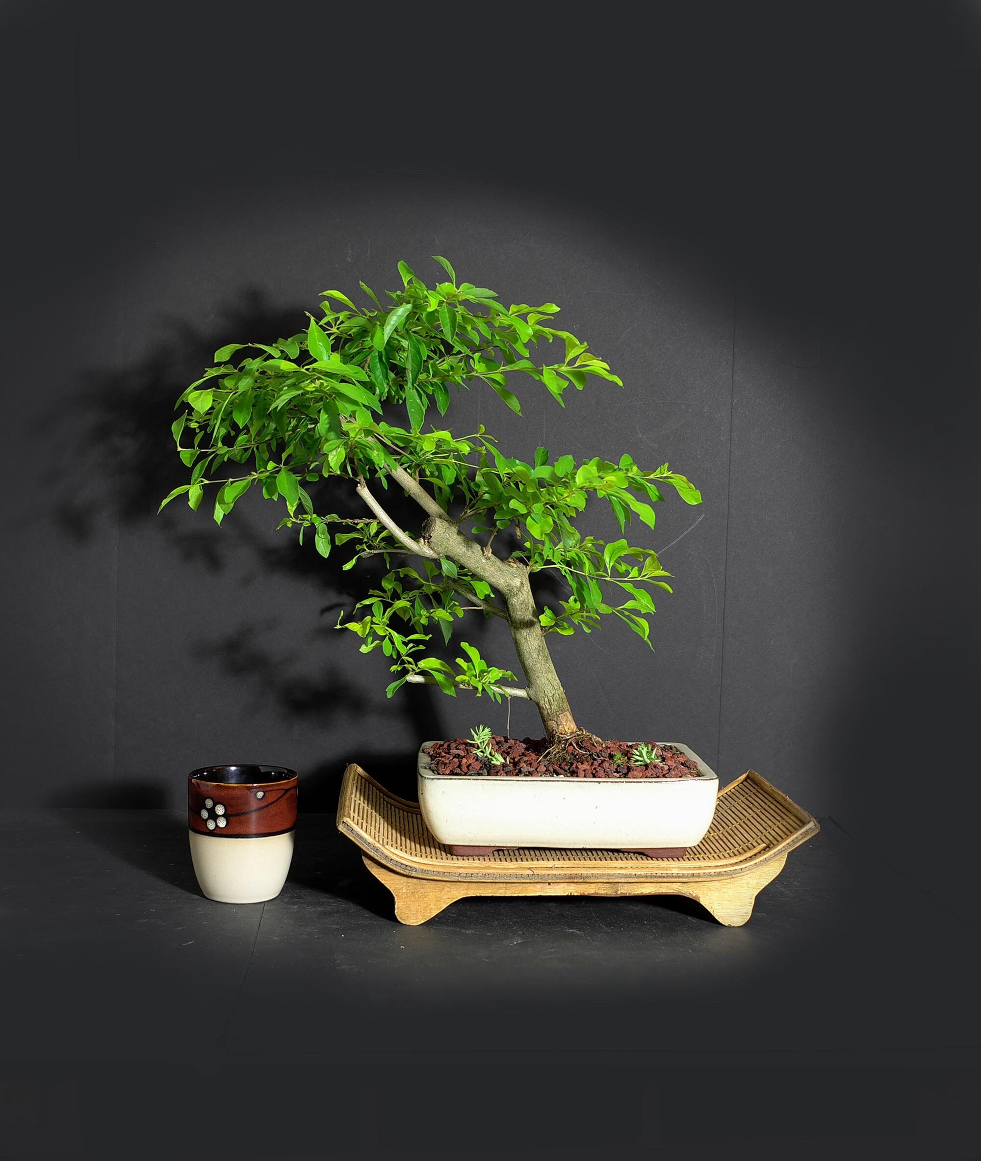 Duranta Bonsai Tree, Exotic bonsai collection from LiveBonsaiTree Duranta Bonsai Tree, Exotic bonsai collection from LiveBonsaiTree