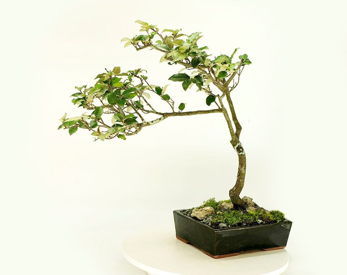 Japanese Elaeagnus bonsai tree, "Air freshener" collection from Live Bonsai Tree, fruiting exotic multi colored foliage specimen