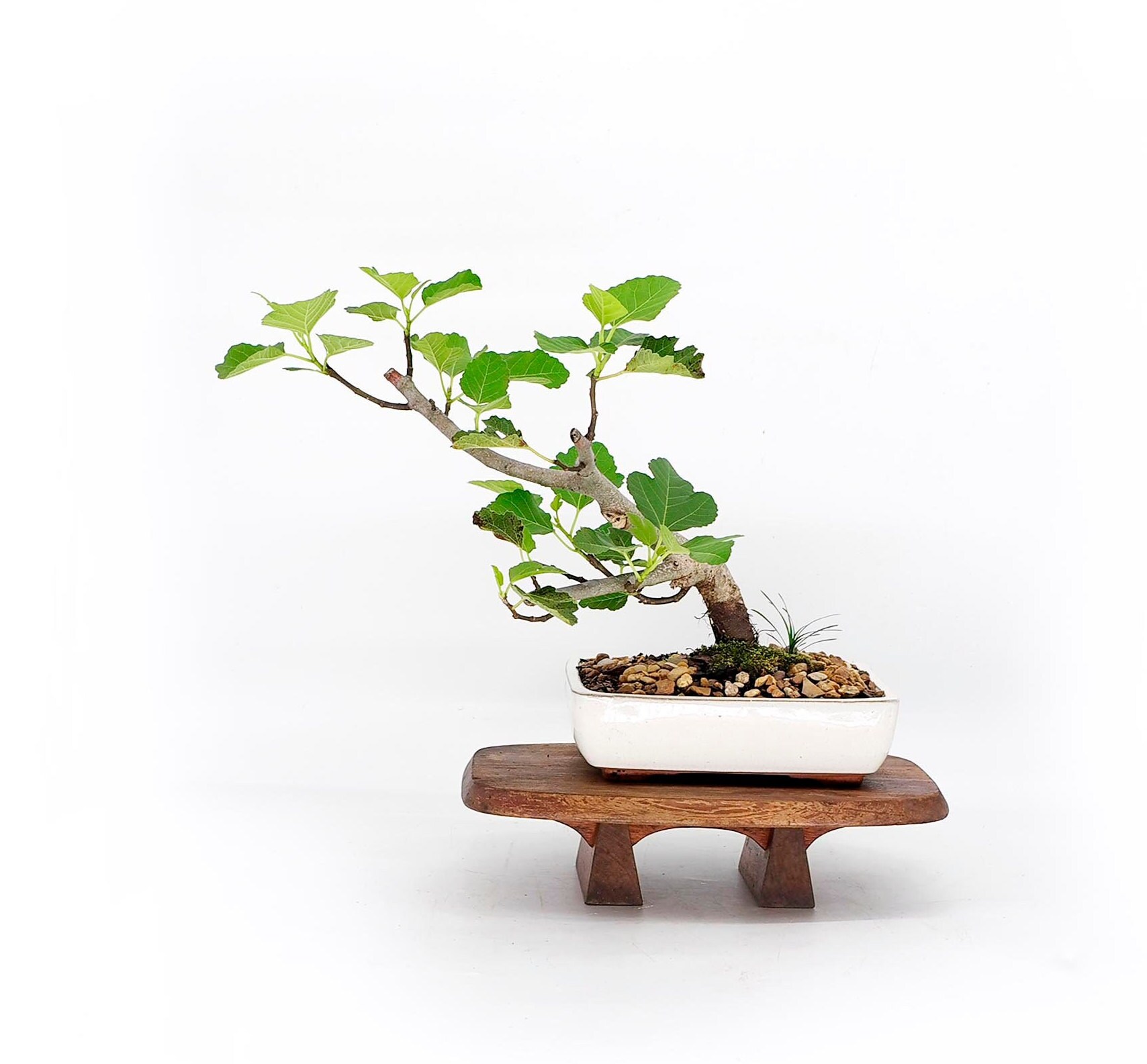 Italian Fig bonsai tree, Victory collection from Live Bonsai Tree