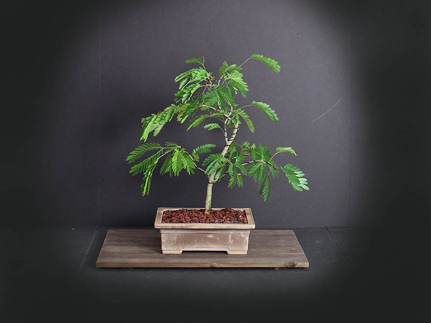 Powder Puff bonsai tree, Blooming Tropics Collection from LiveBonsaiTree