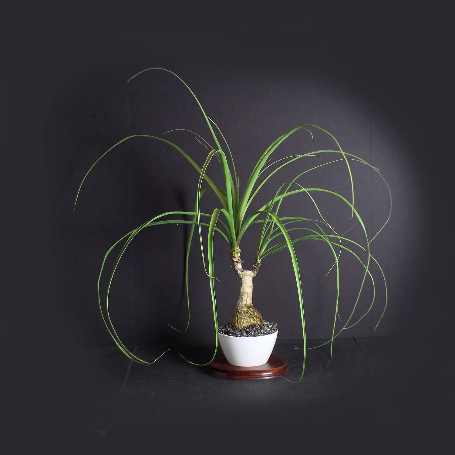 Ponytail Palm Bonsai Tree, Palm bonsai collection from LiveBonsaiTree
