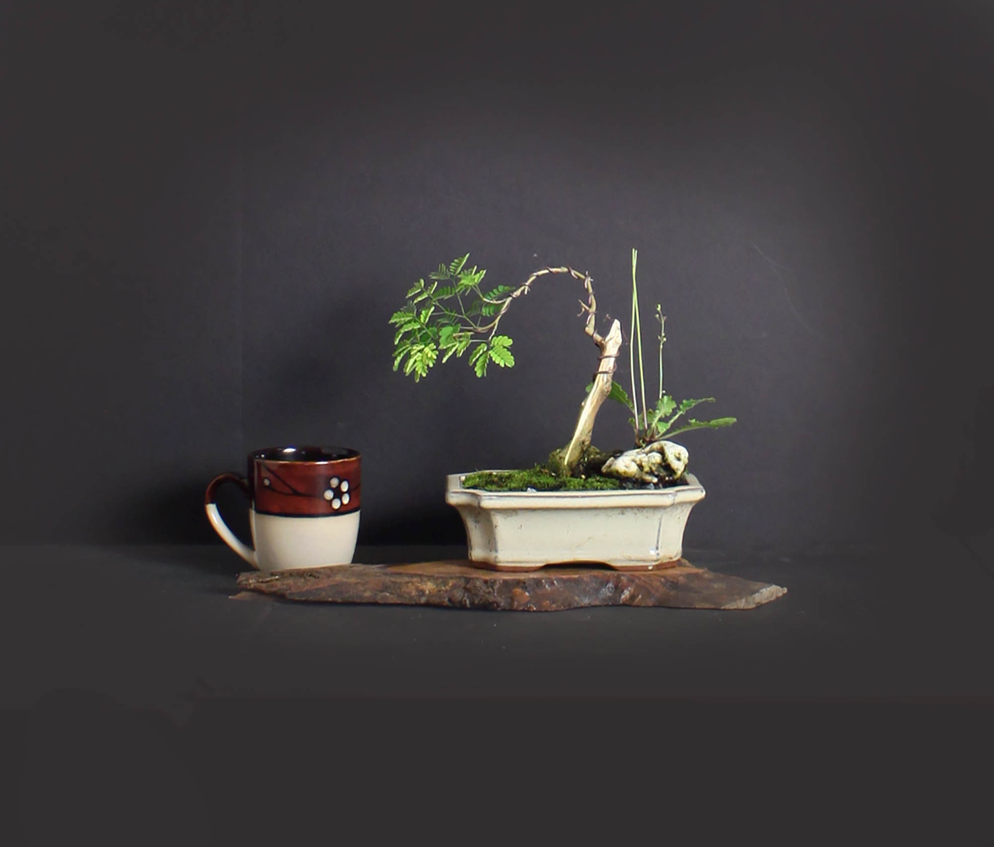 Brazilian Raintree bonsai tree, Amazon exotics collection from