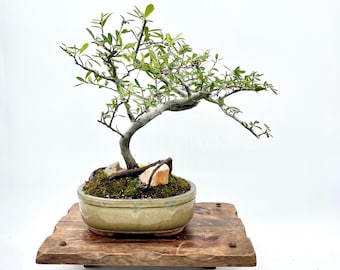 Pyracantha Firethorn Bonsai Tree – Mature Specimen in Glazed Container