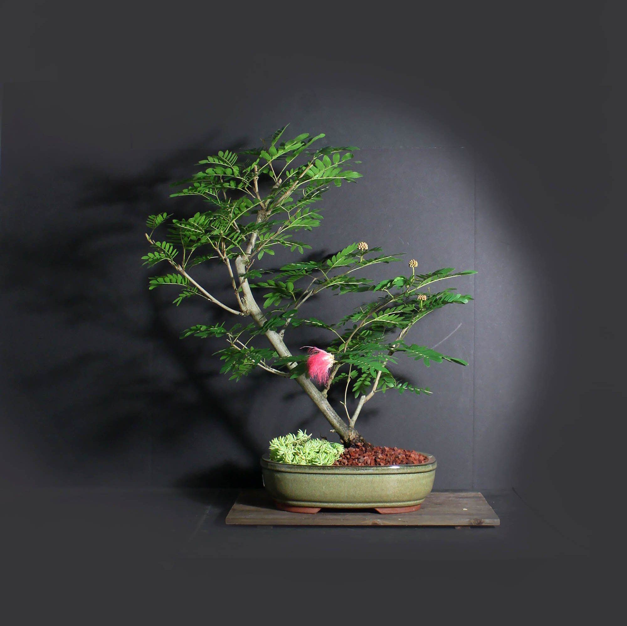Powder Puff bonsai tree, Blooming Tropics Collection from LiveBonsaiTree