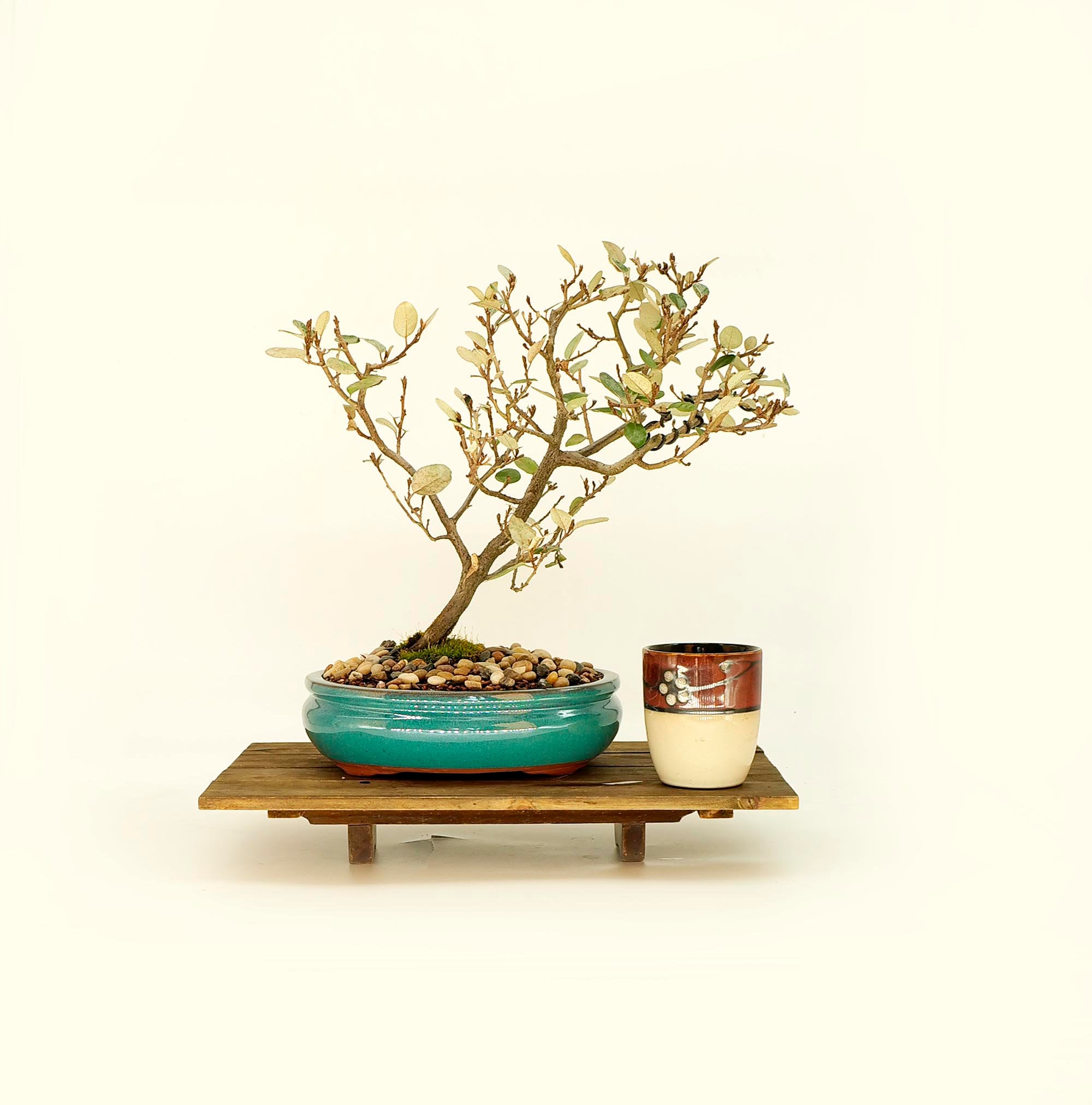 Australian Grapevine Bonsai Tree Care: Expert Tips for Thriving Growth