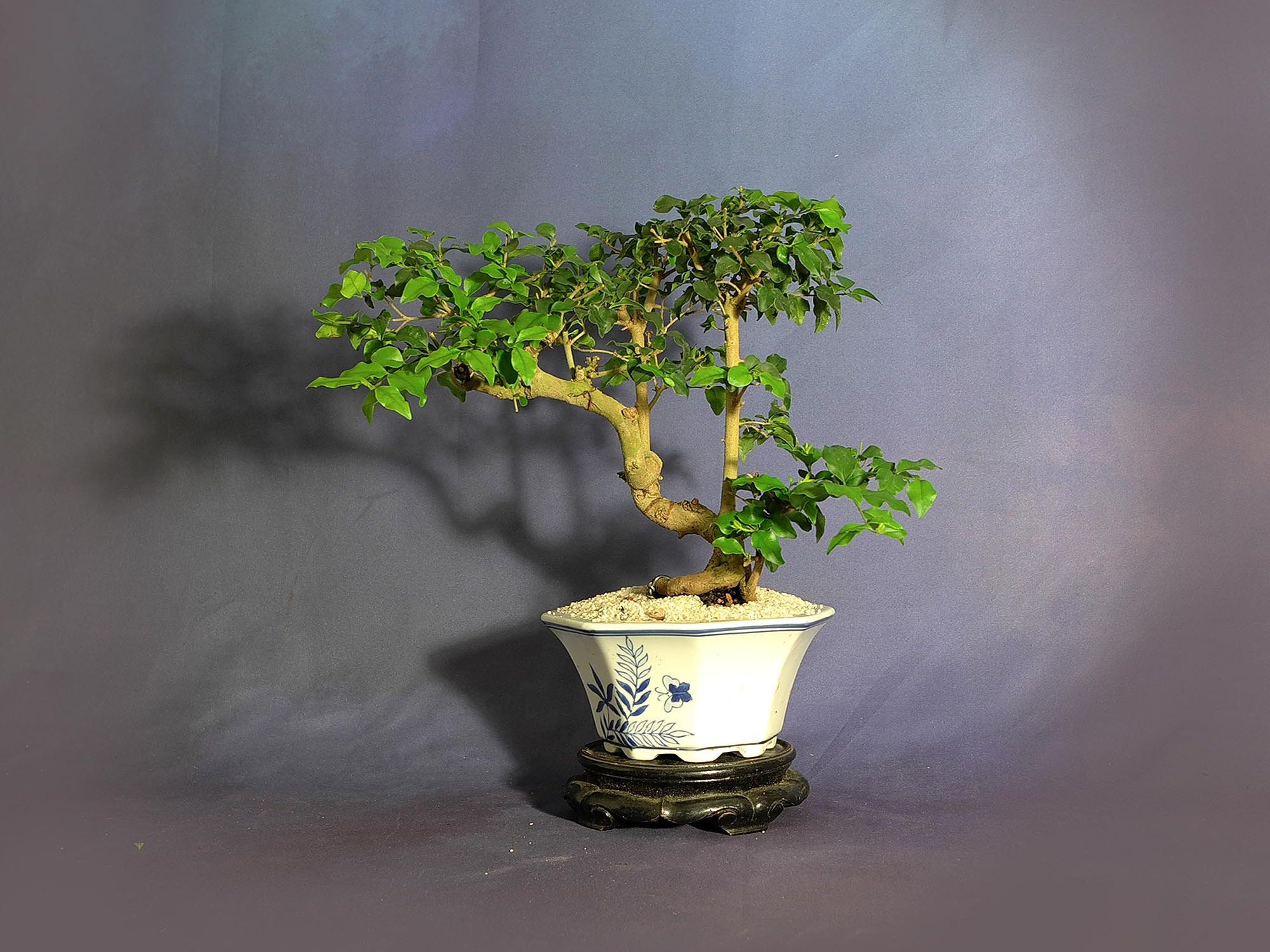 Privet bonsai tree, Essential heroes collection from LiveBonsaiTree