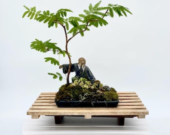 Rare Mexican Powder Puff Mini Bonsai Composition with Figurine