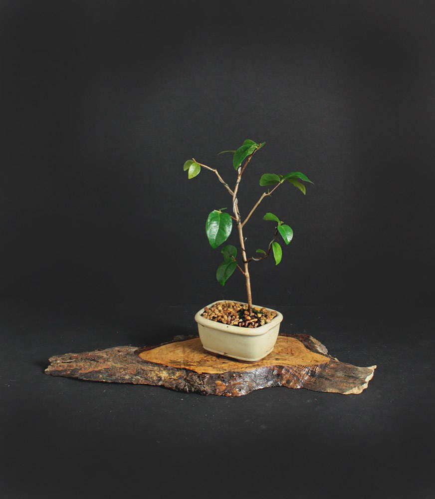 Surinam Cherry Pre- Bonsai Tree Summer'17 Fruiting Collection by