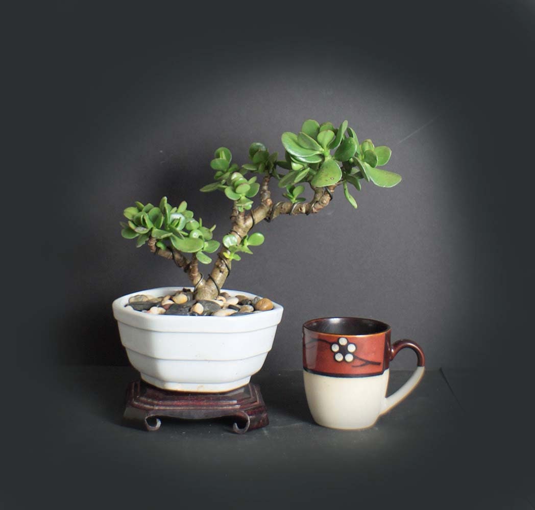 Crassula ovata bonsai tree, succulent bonsai collection from LiveBonsaiTree