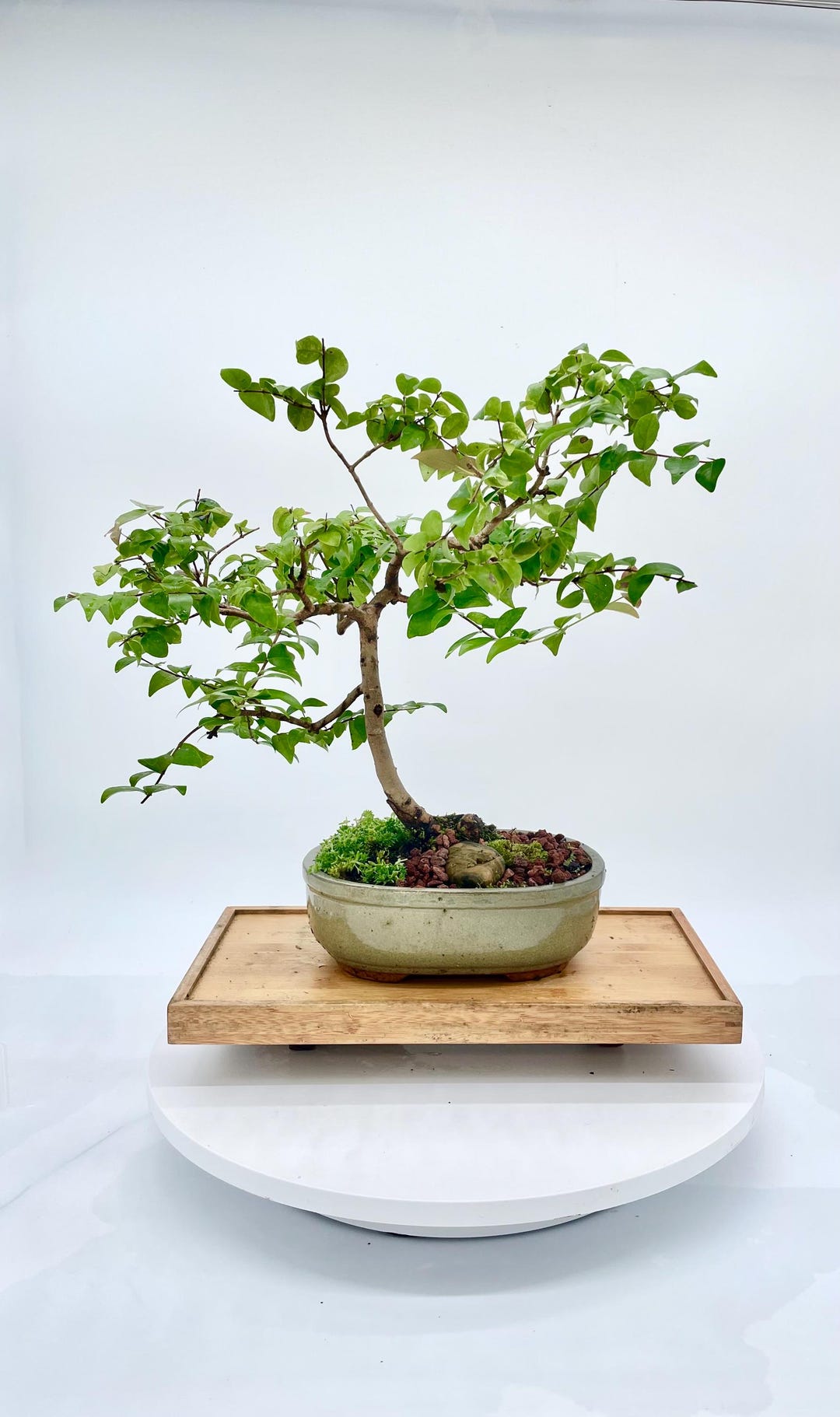 Dwarf Surinam Cherry (rare) Bonsai Tree, "warmly, Leo." Collection From  Livebonsaitree - Etsy