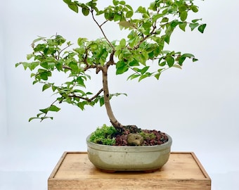 Dwarf Surinam cherry (rare) bonsai tree, "Warmly, Leo." collection from LiveBonsaiTree