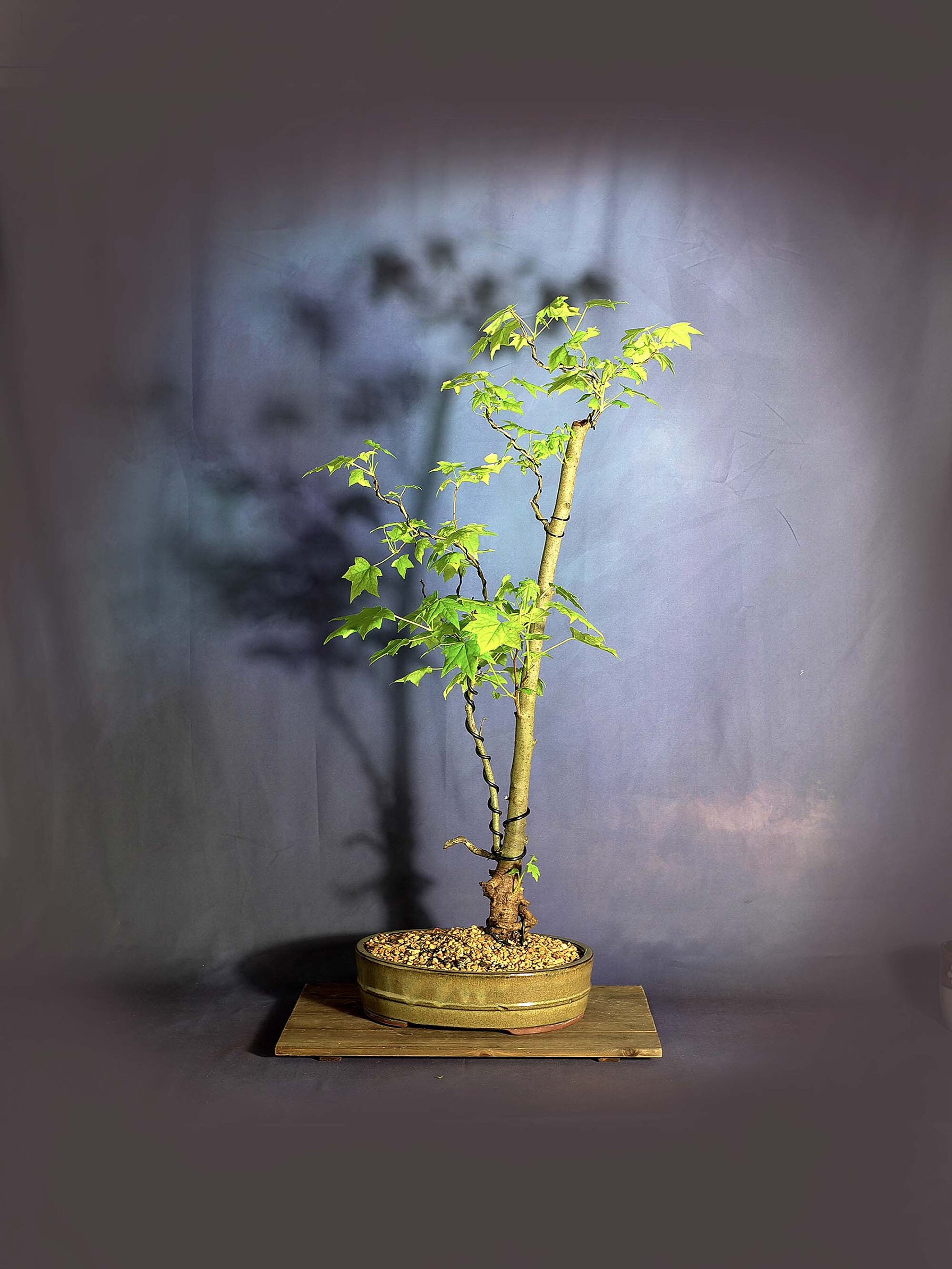 Sweetgum Bonsai Tree, Light@EndTunnel collection from LiveBonsaiTree