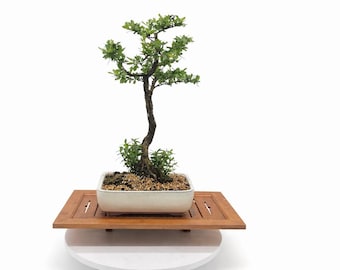 Walter's Viburnum Bonsai Tree: Native Florida Species with White Blooms, Glazed Pot