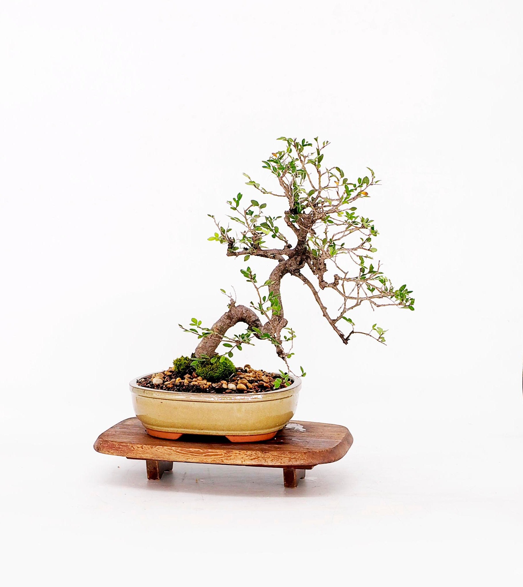Japanese Zelkova Elm bonsai tree, Natures beauty collection from Live