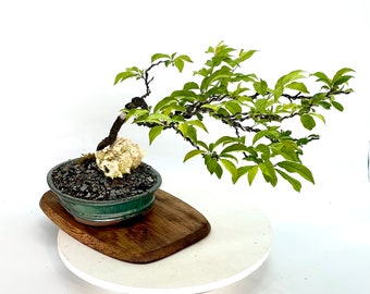 Chickasaw plum bonsai tree, "Come home" collection from Live Bonsai tree