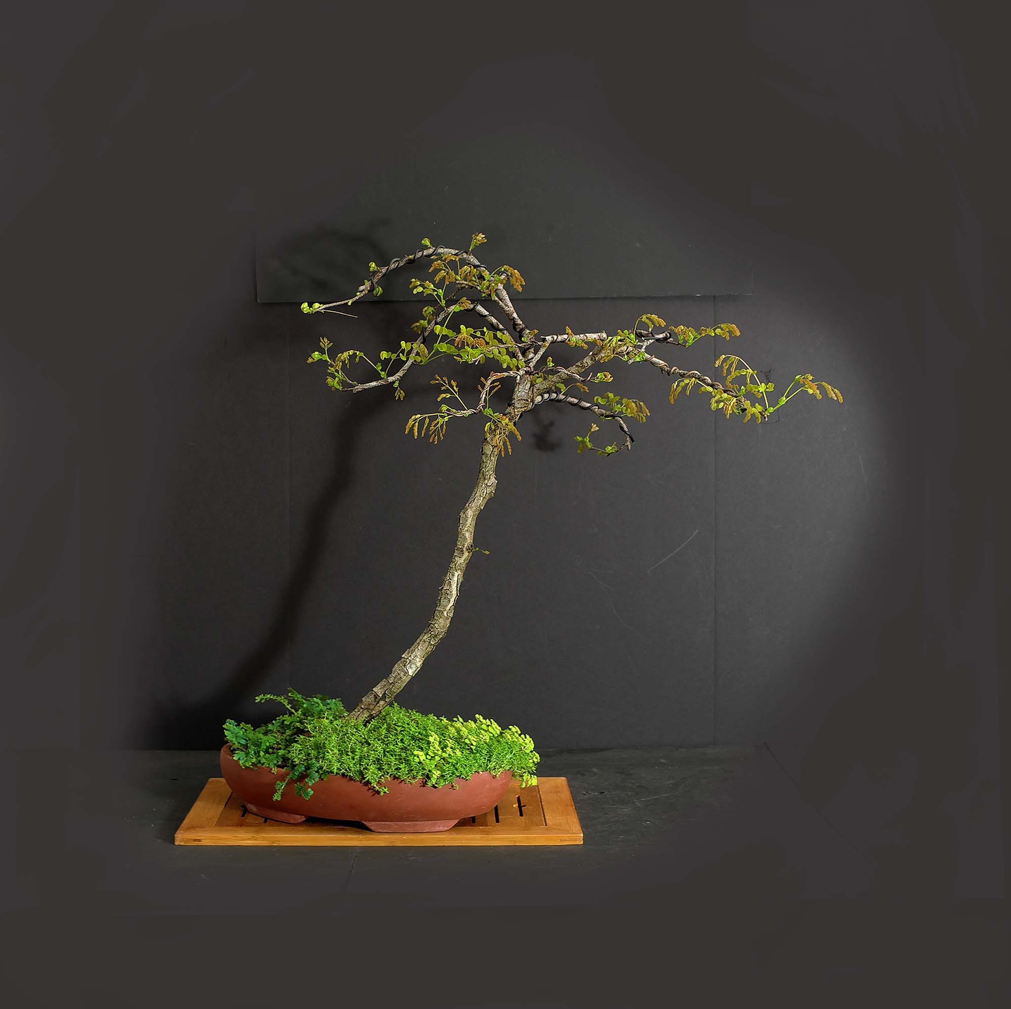 Horseflesh Mahogany Tree, Children of the lock-down collection from LiveBonsaiTree Horseflesh Mahogany Tree, Children of the lock-down collection from LiveBonsaiTree