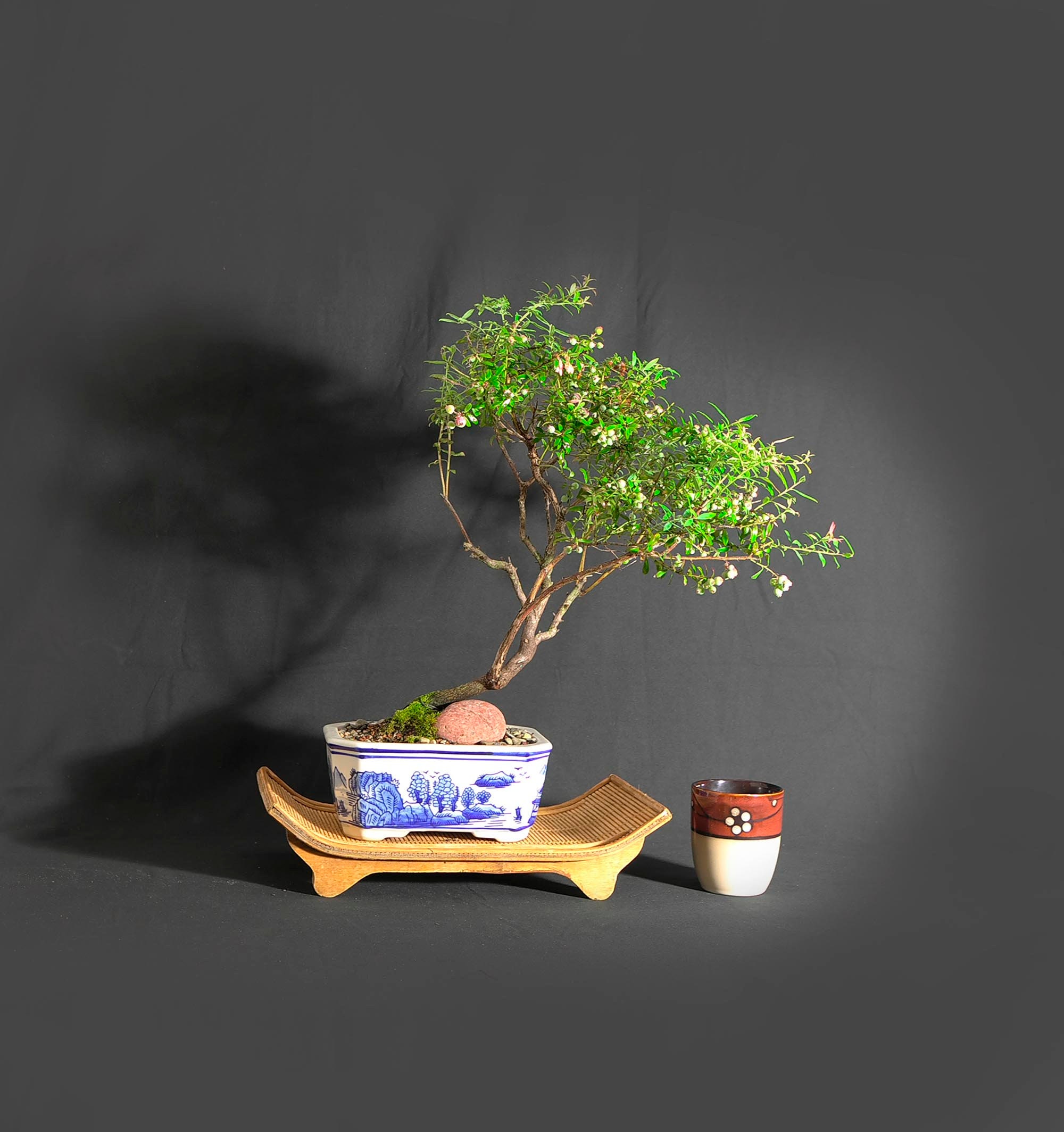 Dwarf native blueberry bonsai tree Hobby Lobby Etsy