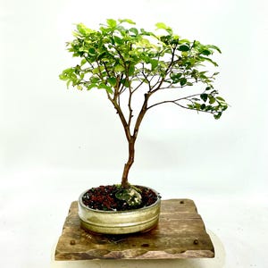Jabaticaba Bonsai Tree, &quot;Silent beauty&quot; collection from Live Bonsai Tree