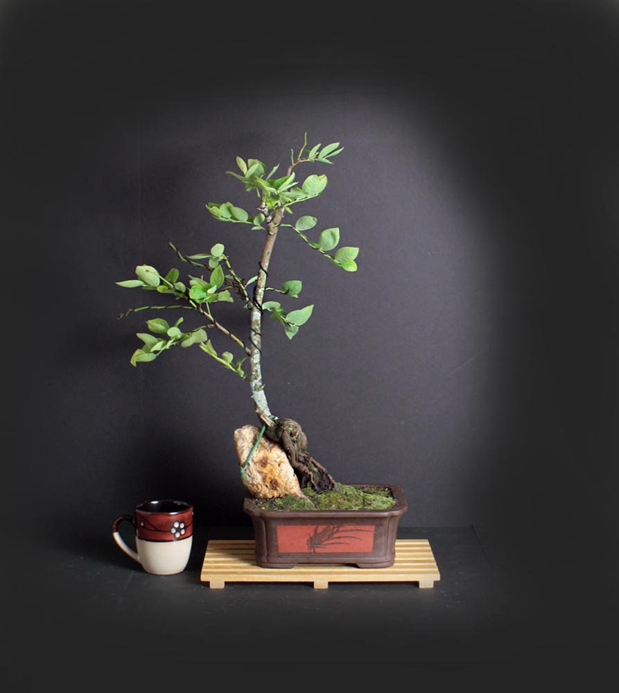 Blueberry Bonsai Tree, Fruiting Collection from LiveBonsaiTree