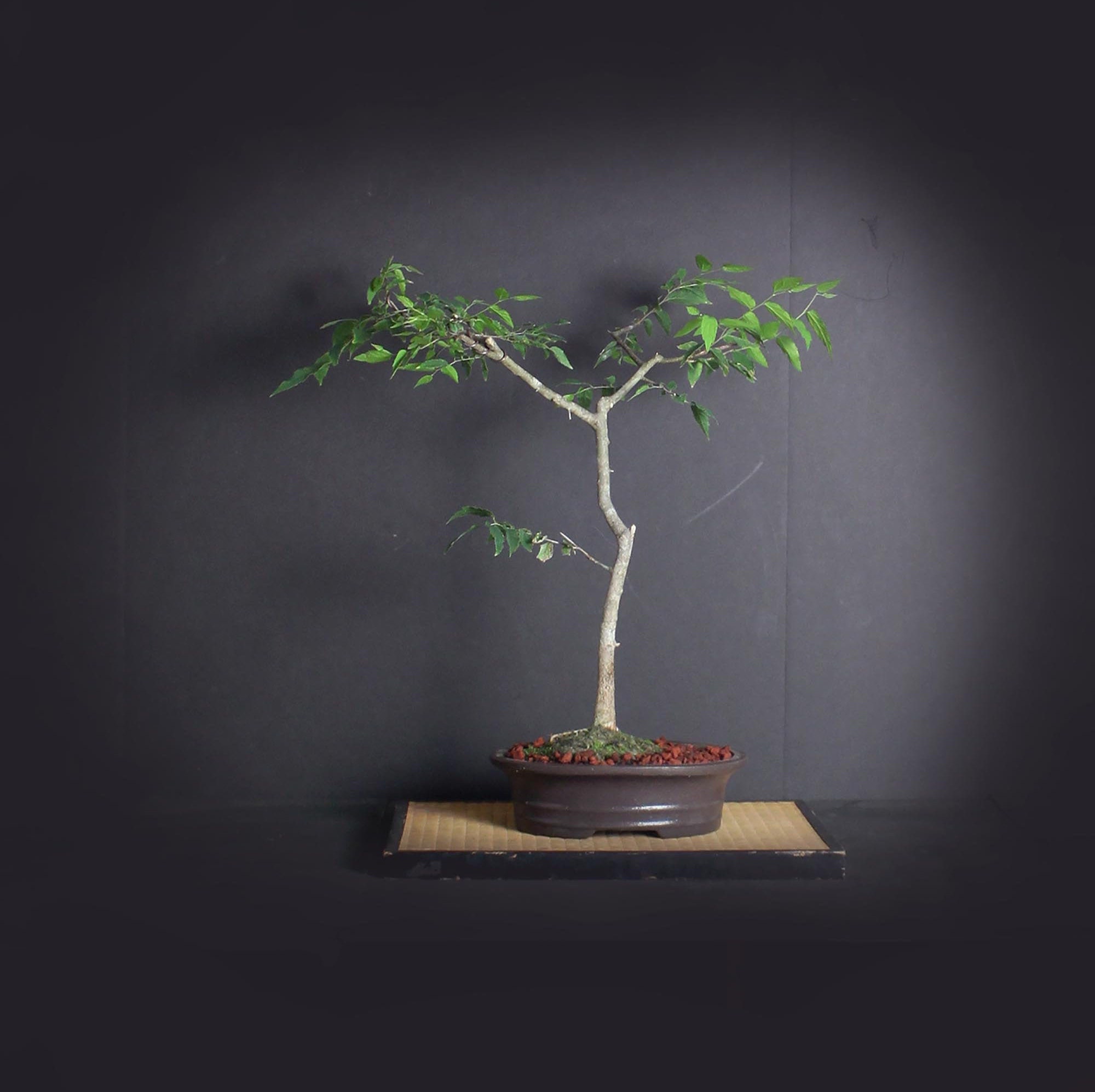 Hackberry Bonsai Tree, Elm collection from LiveBonsaiTree