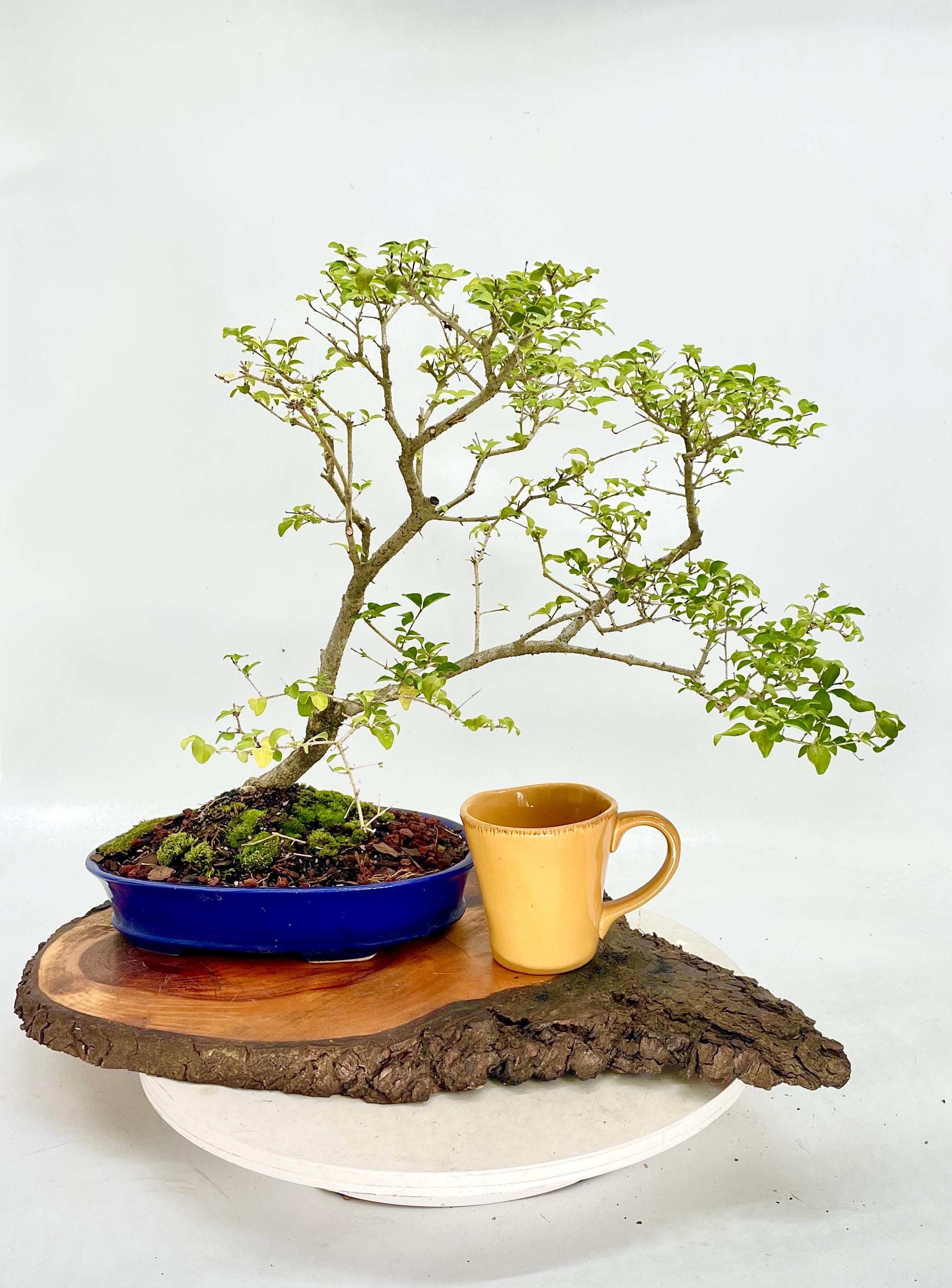 arabica coffee house plant Coffea arabica 