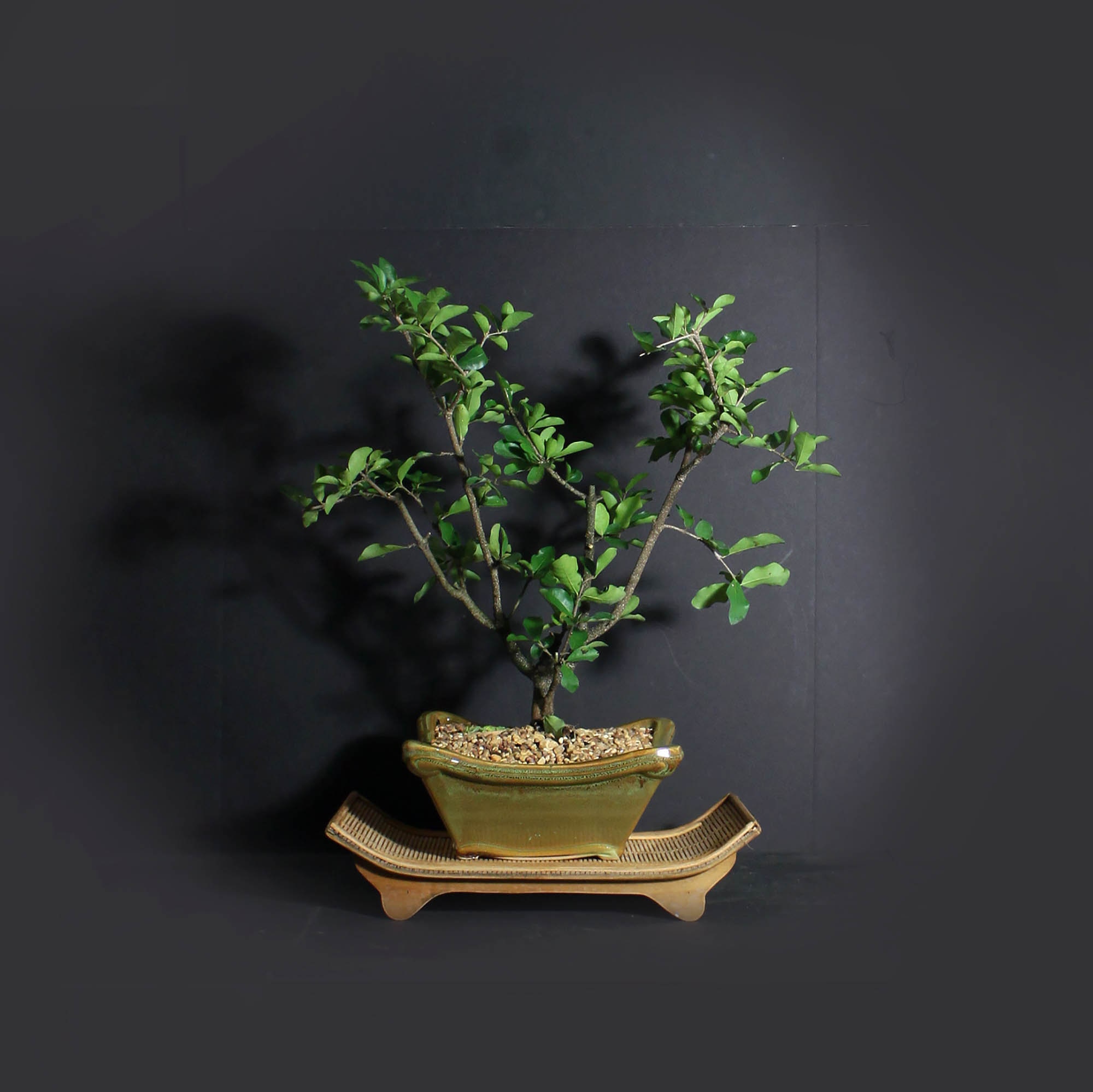 Barbados cherry bonsai tree, Fruits of the tropics collection from