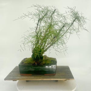 May include: A bonsai tree with thin, green, needle-like leaves. The tree is planted in a dark green, rectangular ceramic pot. The pot sits on a weathered wooden platform. The bonsai is a miniature version of a larger tree, often used for decorative purposes.