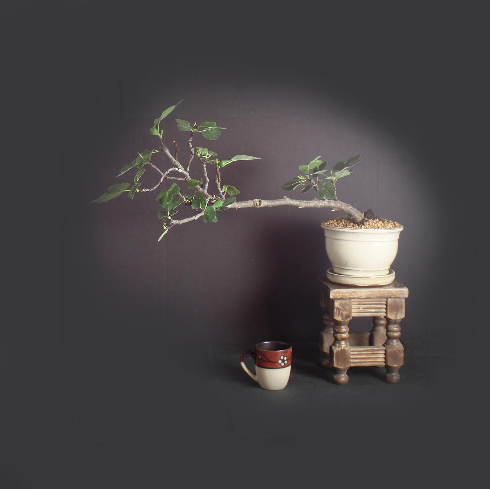 Italian Fig bonsai tree, Mediterranean edibles collection from