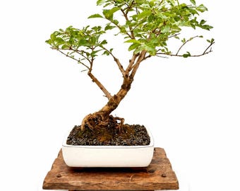 Mature Duranta Bonsai Tree – Trained Specimen, Flowering Tropical Plant
