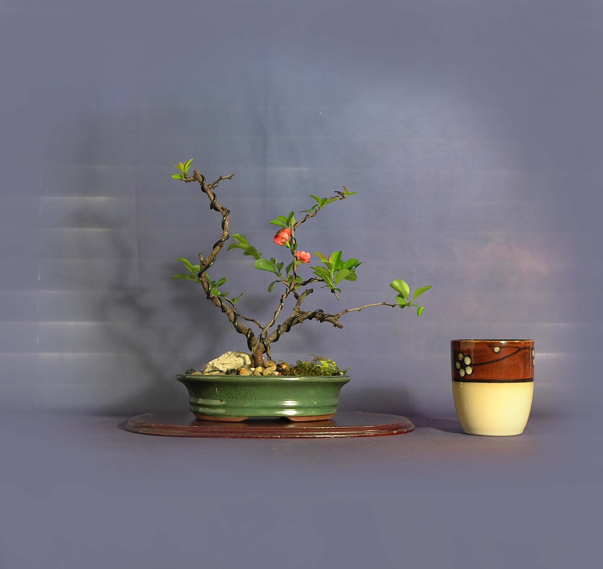 Japanese Quince pre bonsai tree Help me breathe Collection from