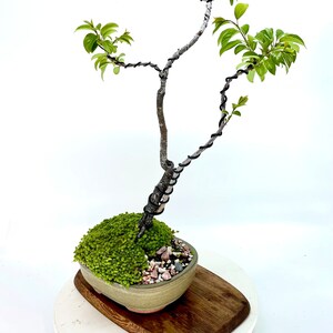 Dwarf Native Persimmon Bonsai Tree "green Soul" Collection From Live Bonsai  Tree - Etsy