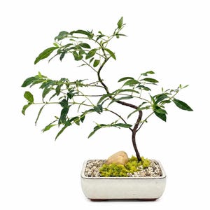 Rainbow Eucalyptus Bonsai - Etsy