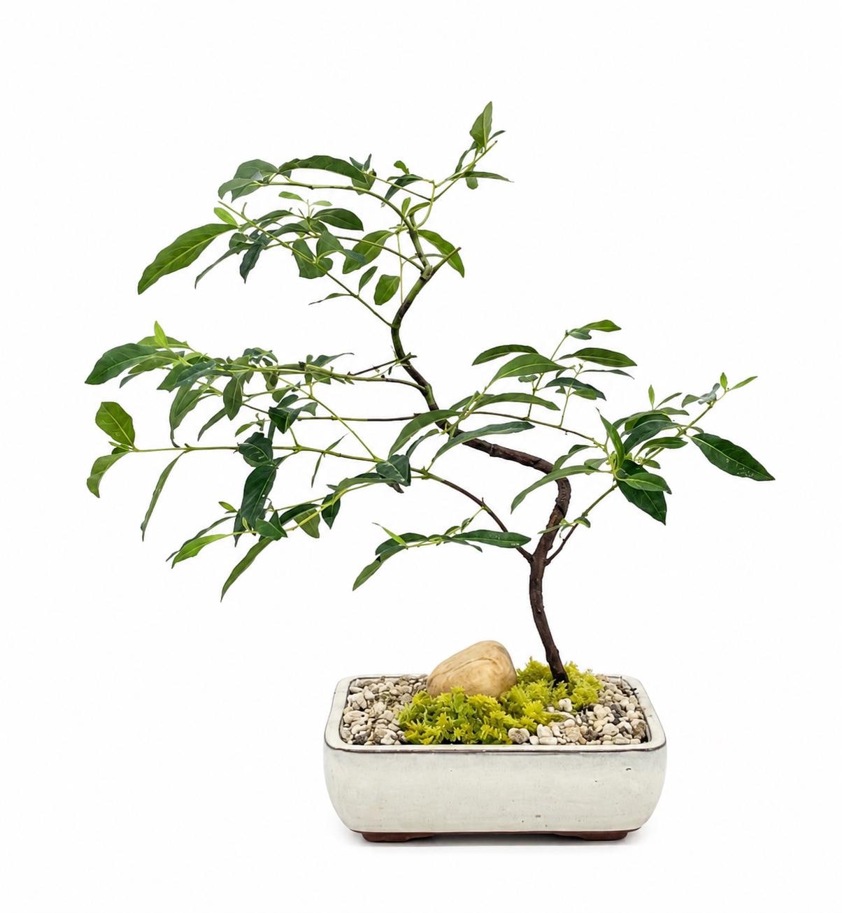 elastisches tragetuch bambus Bambustragetuch APRICOT