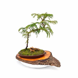 May include: A small bonsai tree with green foliage and a brown trunk, planted in a brown ceramic pot. The pot sits on a wooden slice with a natural bark edge, placed on a white plate. The background is plain white.