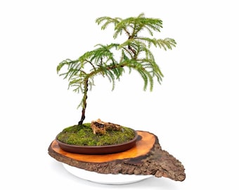 Norfolk Island Pine Bonsai Tree: Miniature Landscape, Indoor Live Plant